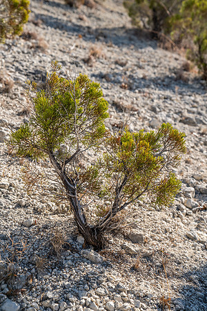 Bosque-00198