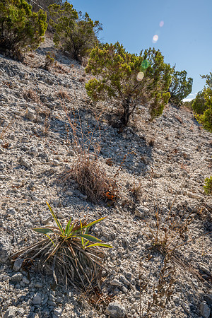 Bosque-00203
