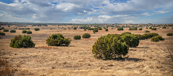 Bosque-00228-2