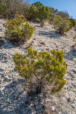 Bosque-00195