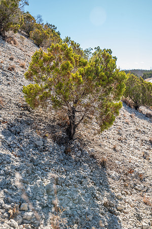 Bosque-00182