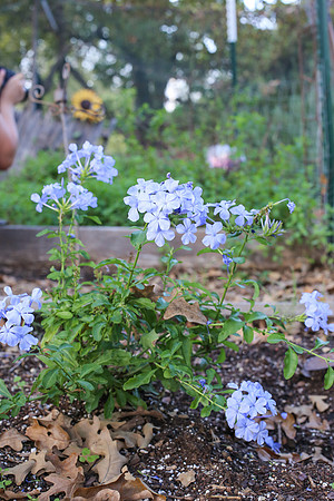 Clint Walker-7991