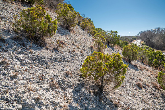 Bosque-00187