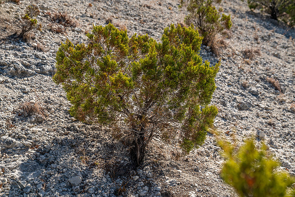Bosque-00200