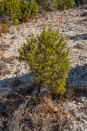 Bosque-00204