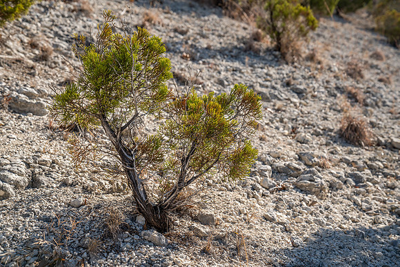 Bosque-00199
